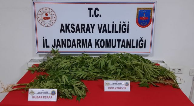 Jandarmanın Uyuşturucu Savaşı Sürüyor
