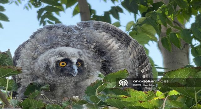 Yere düşen kulaklı orman baykuşu yavrusunu vatandaşlar yuvasına bıraktı
