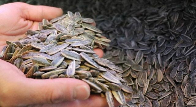 Vatandaşın Aldığı Tek Kuruyemiş ‘Çekirdek’ Oldu