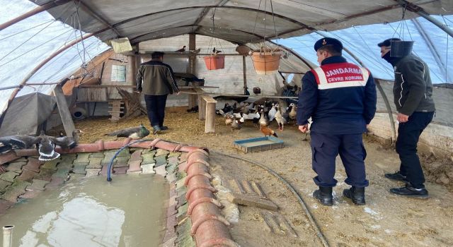 Jandarmadan Yasa Dışı Hayvan Ticaretine Darbe