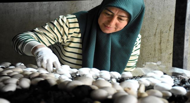 Aksaraylı Kadın Girişimci Devlet Desteğiyle Atıl Arazisini Tarıma Kazandırdı