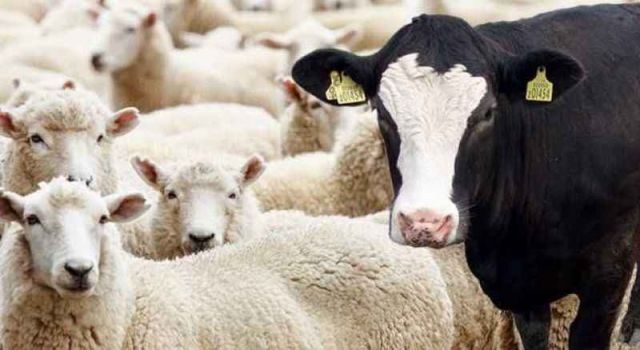 Kurban Fiyatları, Kurbanlık Tercihlerini Değiştiriyor